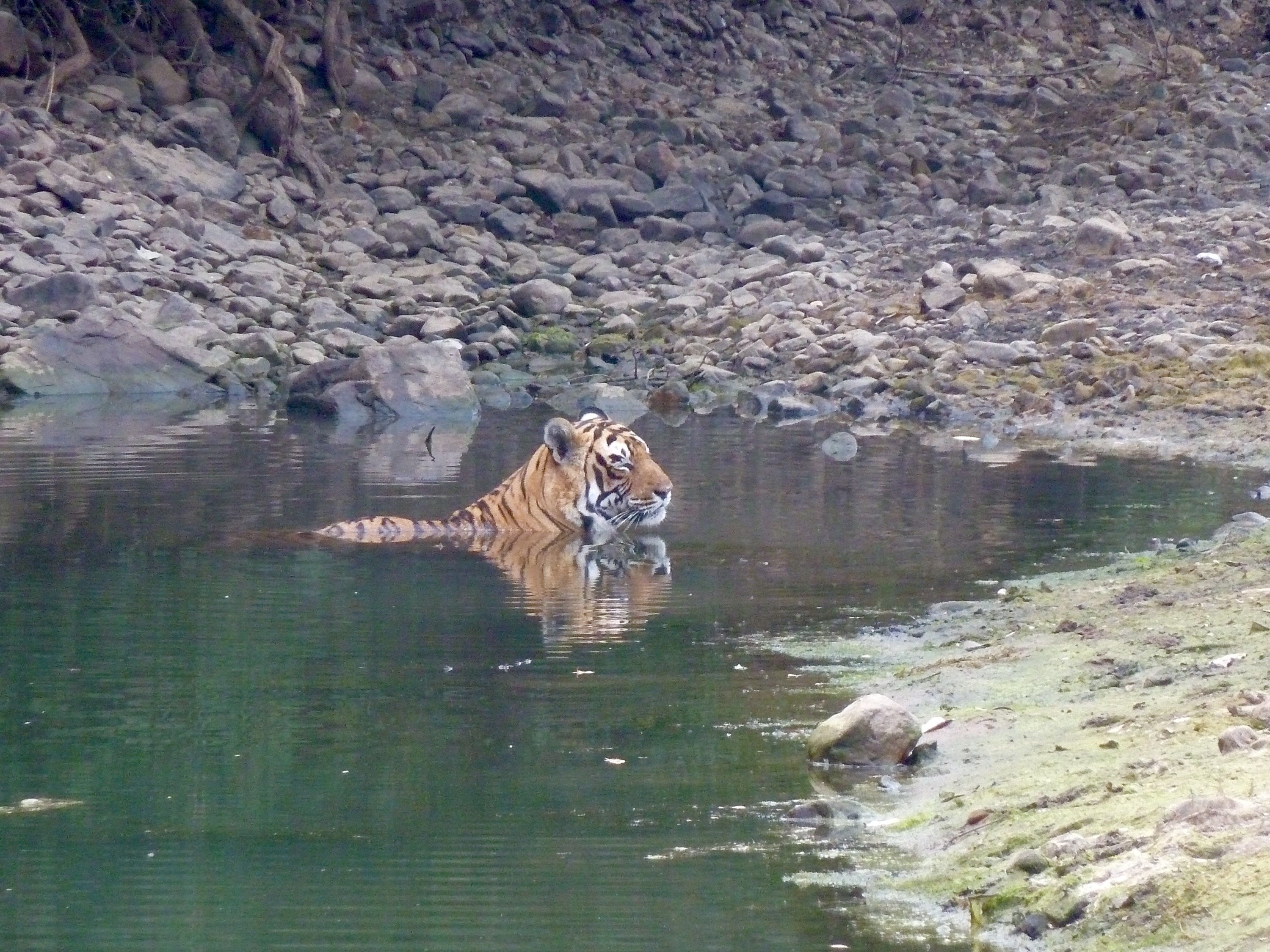 tiger-photo.jpg